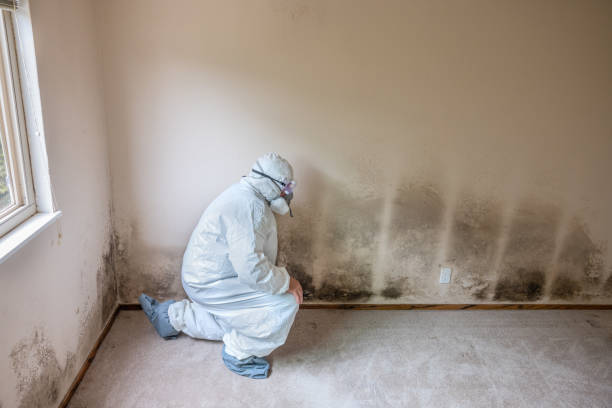 Best Commercial Mold Remediation in Rock Hill, MO