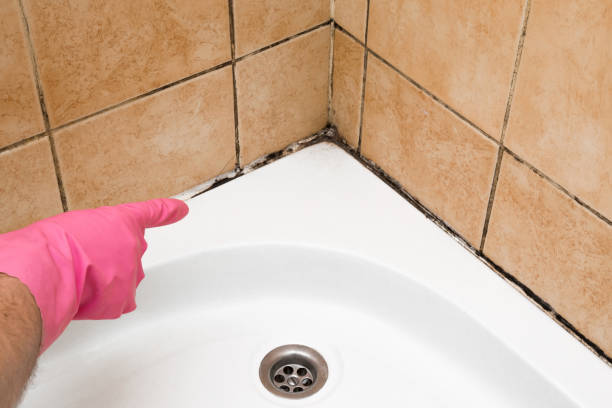 Best Black Mold Remediation in Rock Hill, MO